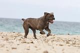 CANE CORSO 640